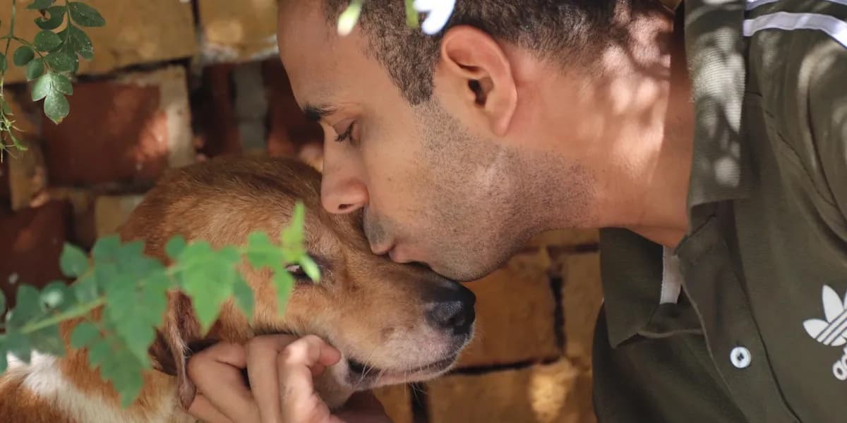 Rescued dogs receiving love and care - American Cairo Animal Rescue Foundation
